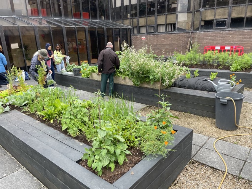 Volunteer for UL's Rooftop Gardening Group
